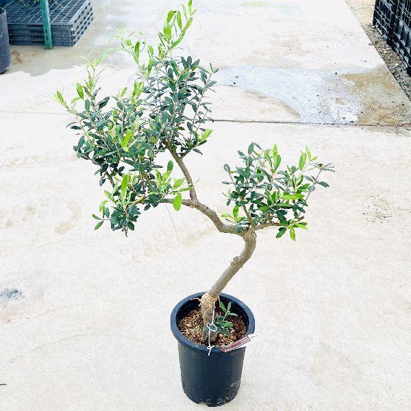 ［現品］20R 創樹　オリーブ　ネバディロブランコ　7号　オリーブの木　おしゃれ オリーブ ネバディロブランコ 19【現品】観葉植物 創樹 SOUJU