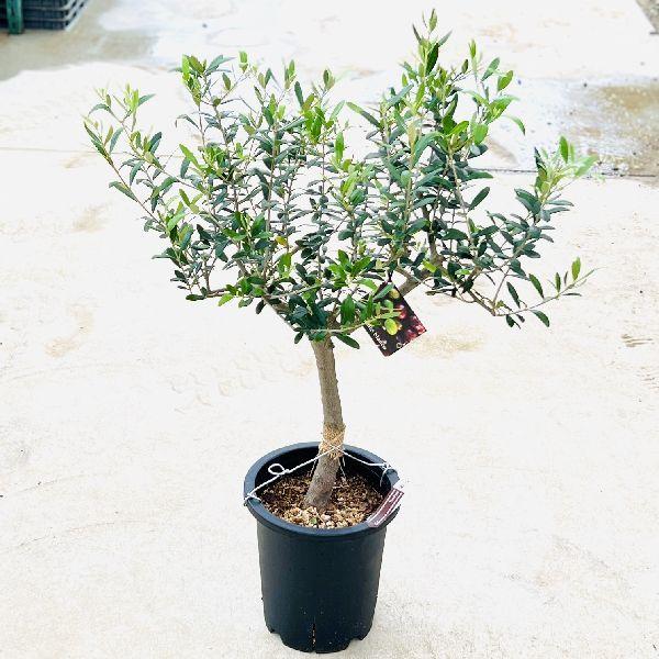 現品　創樹　オリーブの木　オリーブ　ネバディロブランコ　7　観葉植物　インテリア 観葉植物 おしゃれ：オリーブの木 *（7号）ネバディロ ブランコ【SOUJU