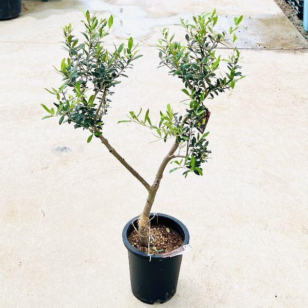 現品］20R 創樹 オリーブ ネバディロブランコ 7号 オリーブの木