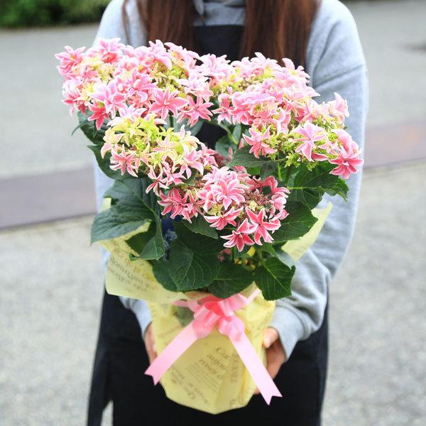 母の日 プレゼント 月虹 ムーンボウ あじさい ラッピング付 アジサイ 紫陽花 F6900v 遊恵盆栽 Yahoo 店 通販 Yahoo ショッピング