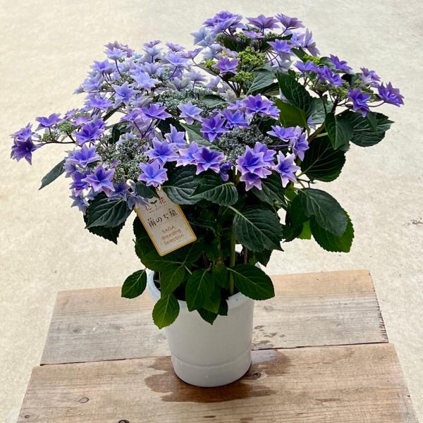 庭木・植木苗：紫陽花 雨のち星 ブルー*あじさい アジサイ : 遊恵盆栽