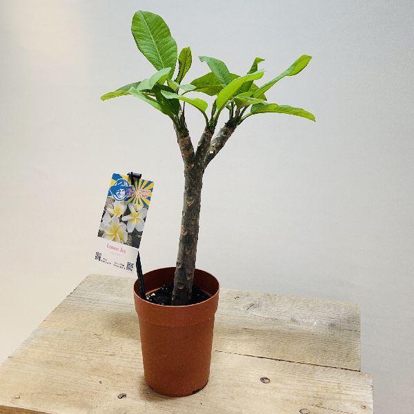 【最終値下げ】プルメリア　大型　鉢付き価格 おしゃれ 観葉植物 鉢花：プルメリア*4号 インドソケイ プラポット