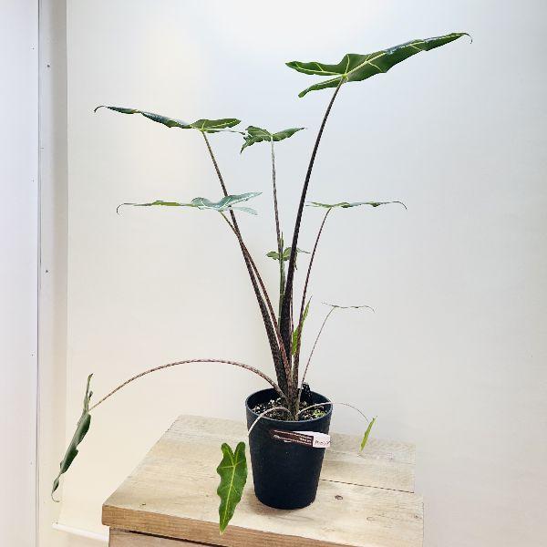 おしゃれ 観葉植物：アロカシア サリアン*5号 プラポット : 遊恵盆栽