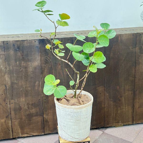 おしゃれ 観葉植物 シーグレープ バスケット付き 鉢カバー 麻布 大型ヤマト便配送 F6938v 遊恵盆栽 Yahoo 店 通販 Yahoo ショッピング