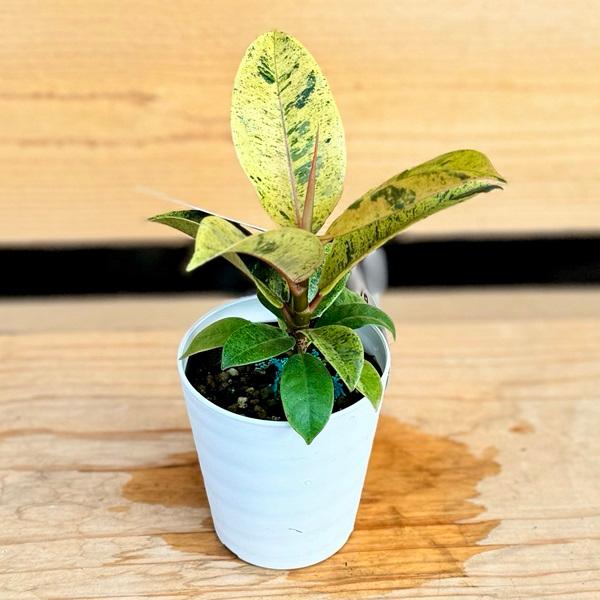 おしゃれ 観葉植物 苗 フィカス ジン プラポット F6940v 遊恵盆栽 Yahoo 店 通販 Yahoo ショッピング