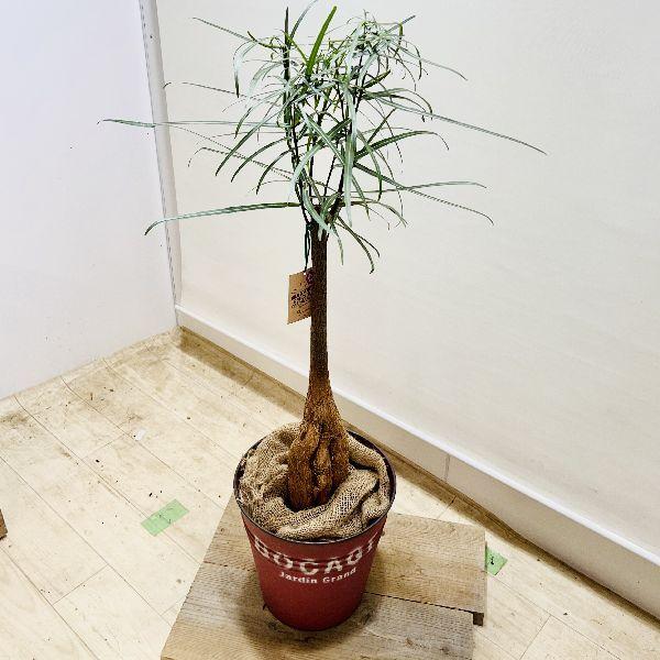 おしゃれ 観葉植物：ブラキキトン ボトルツリー ブリキ鉢カバー*麻布