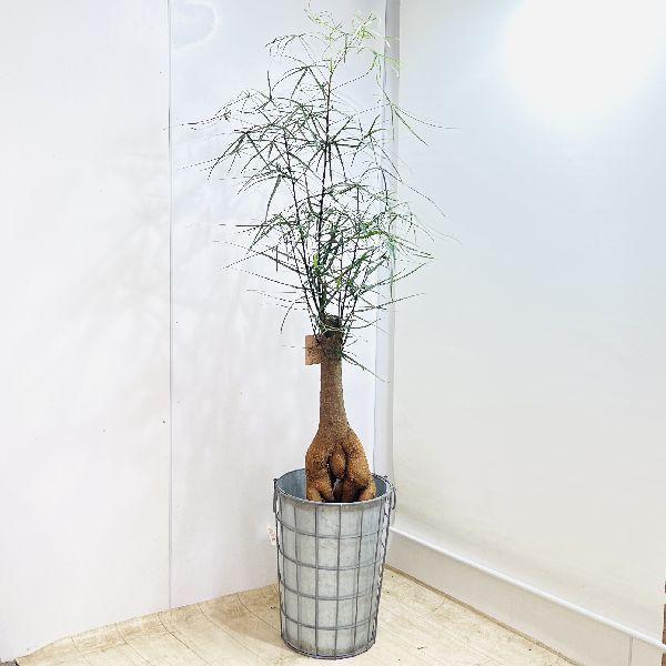 おしゃれ 観葉植物：ブラキキトン ボトルツリー ブリキ鉢カバー*大型