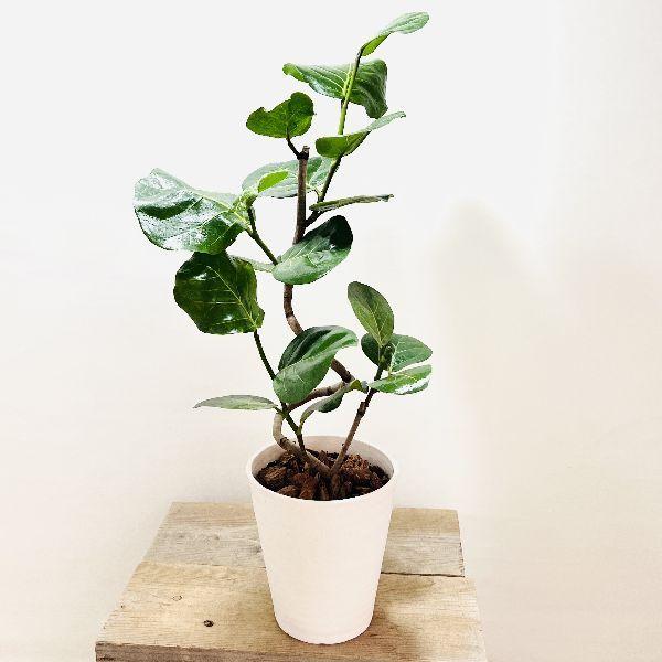 おしゃれ 観葉植物 シーグレープ ハマベブドウ ココロバ セラアート鉢植え バークチップ F6949v 遊恵盆栽 Yahoo 店 通販 Yahoo ショッピング