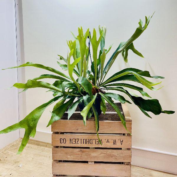 おしゃれ 観葉植物 ビカクシダ コウモリラン ネザーランド 7号 吊り鉢 F6950v 遊恵盆栽 Yahoo 店 通販 Yahoo ショッピング