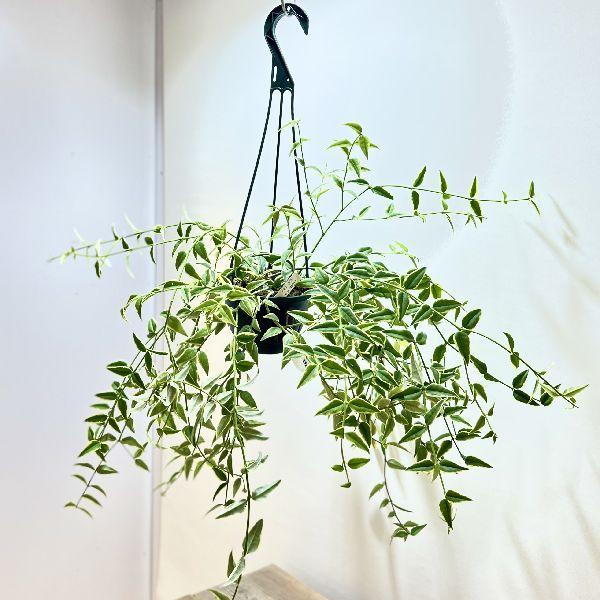 おしゃれ 観葉植物：ホヤ セブンスター 斑入り*吊り鉢 5号 : 遊恵盆栽