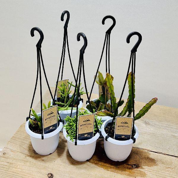 おしゃれ 観葉植物：リプサリス 各種*A 3号 吊り鉢 : 遊恵盆栽 Yahoo
