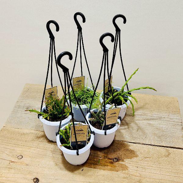 おしゃれ 観葉植物：リプサリス 各種*B 3号 吊り鉢 : 遊恵盆栽 Yahoo