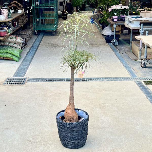 おしゃれ 観葉植物 ブラキキトン ボトルツリー 鉢カバー 現品c 大型佐川急便 F6960v 2 遊恵盆栽 Yahoo 店 通販 Yahoo ショッピング