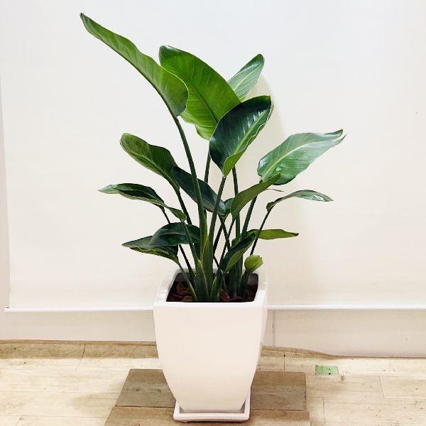 観葉植物】 ストレリチア オーガスタ 受皿付