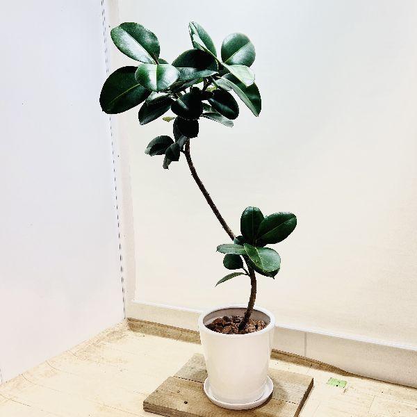 おしゃれ 観葉植物：フィカス ソフィア 鉢植え 受皿付*現品1 バーク