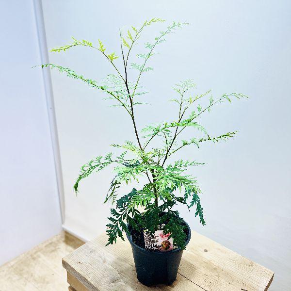 観葉植物 花苗 観葉植物の人気商品 通販 価格比較 価格 Com