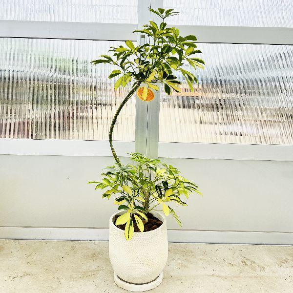 おしゃれ 観葉植物：シェフレラ ハッピーイエロー*鉢植え 受皿付 大型