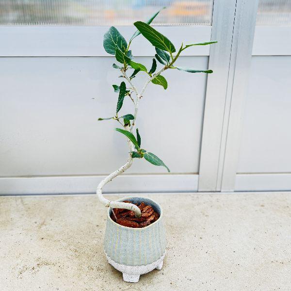 観葉植物 フィカスベンガレンシスの人気商品・通販・価格比較 観葉植物 フィカスベンガレンシスの人気商品・通販・価格比較