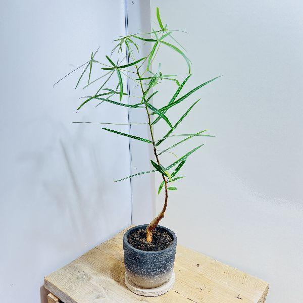 おしゃれ 観葉植物：ボトルツリー 鉢植え*受皿付 ブラキキトン