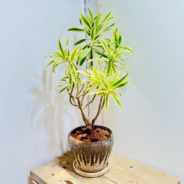 おしゃれ 観葉植物 ドラセナ ソングオブインディア 鉢植え 受皿付 バーク F6974v 遊恵盆栽 Yahoo 店 通販 Yahoo ショッピング