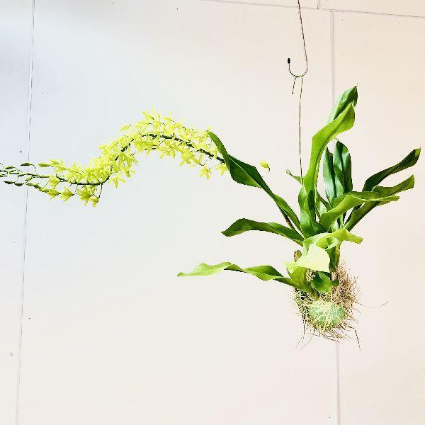 おしゃれ 観葉植物 蘭：グラマトフィラム スクリプタム ヒヒマヌ*吊り