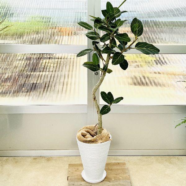 大型観葉植物　ベンガルゴム　鉢付き 楽天市場】ベンガレンシス（自然樹形） 10号 黒色 セラアート鉢（受皿