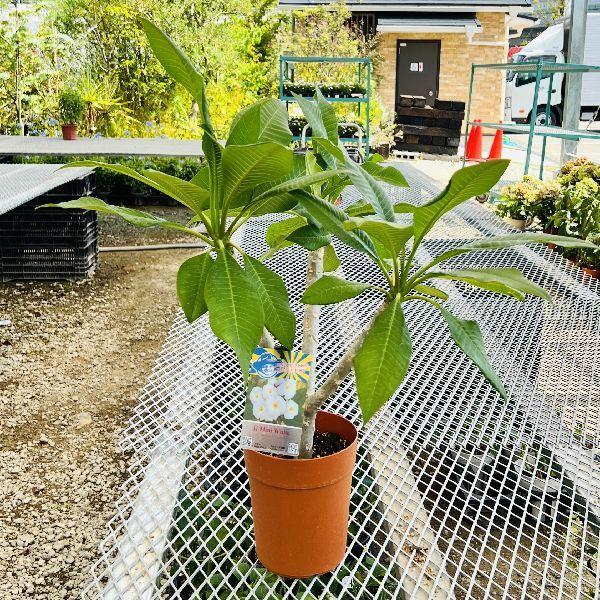 おしゃれ 観葉植物 鉢花：プルメリア*5号 インドソケイ プラポット