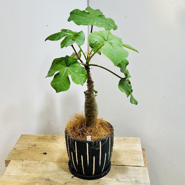 おしゃれ 観葉植物：サンゴアブラギリ 鉢植え*受皿付 ココヤシ 珊瑚油 