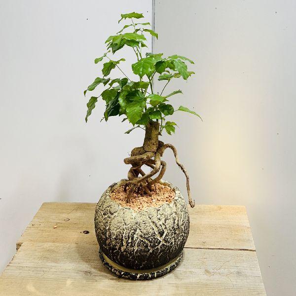 おしゃれ 観葉植物：ヘテロパナックス*鉢植え 受皿付 : 遊恵盆栽 Yahoo