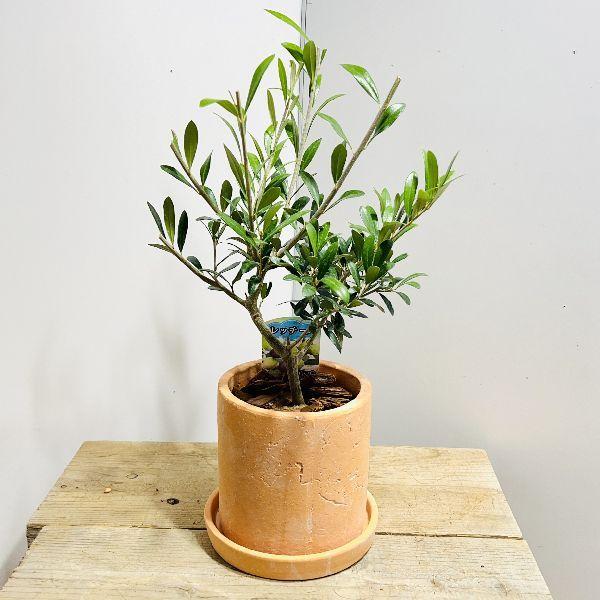 おしゃれ 観葉植物：オリーブの木 テラコッタ鉢植え 受皿*バークチップ