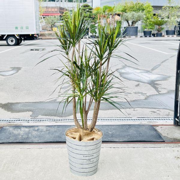 現品　ドラセナ　コンシンネ　マジェンダ　斑入り　観葉植物　特大　室内　インテリア 現品］【希少】19番 ドラセナ コンシンネ マジナータゴールド 8