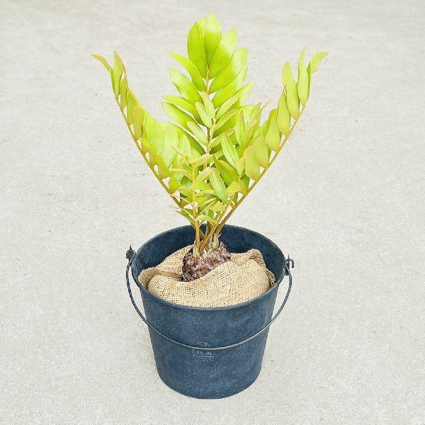 おしゃれ 観葉植物：メキシコ ソテツ*ザミア バケツ鉢カバー 麻布