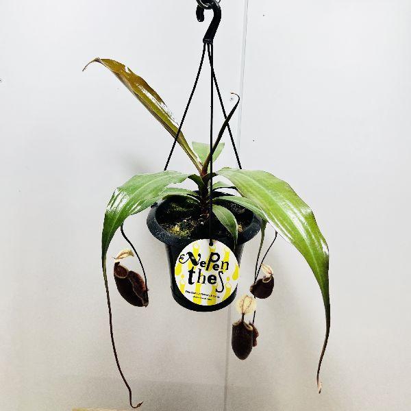 も*こ様 観葉植物　ネペンテス　ランタン吊り鉢　ハンギングスタイル　食虫植物 観葉植物 おしゃれ 食虫植物：ウツボカズラ・アラータ