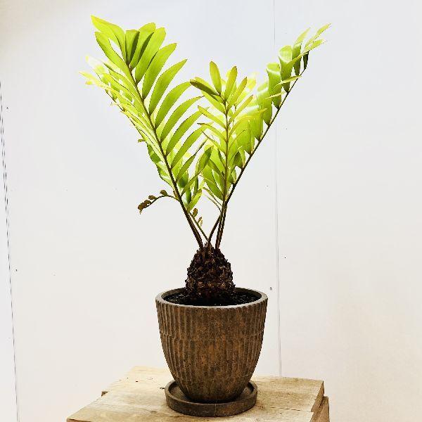 おしゃれ 観葉植物：メキシコ ソテツ鉢植え*ザミア 受皿 富士砂 現品 