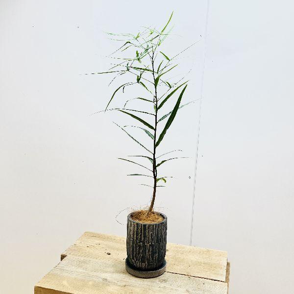 ボトルツリー 観葉植物の人気商品 通販 価格比較 価格 Com