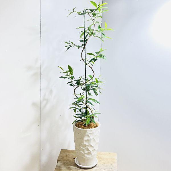 現品　アマゾンオリーブ　30番　オリーブ　観葉植物　希少　インテリアグリーン 観葉植物 アマゾンオリーブ (ムラサキフトモモ) 10号 エコストーン