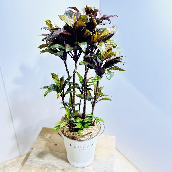 おしゃれ 観葉植物：ドラセナ エキゾチカ*鉢カバー 麻布 : 遊恵盆栽