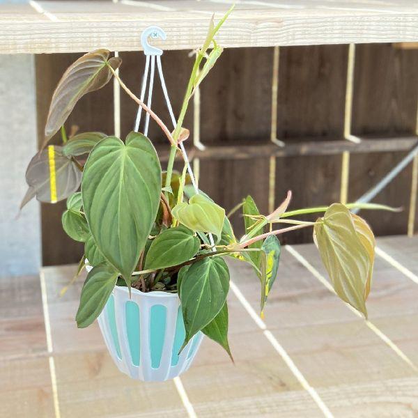 おしゃれ 観葉植物 ：フィロデンドロン ミカンス*5号 吊り鉢 : 遊恵