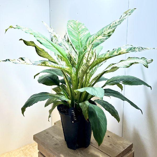 おしゃれ 観葉植物：斑入りスパティフィラム センセーション