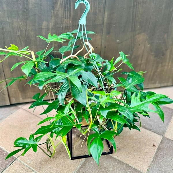 フィロデンドロン　フロリダビューティー　5号　吊り鉢 おしゃれ 観葉植物 ：フィロデンドロン フロリダ*5号 吊り鉢 : 遊恵