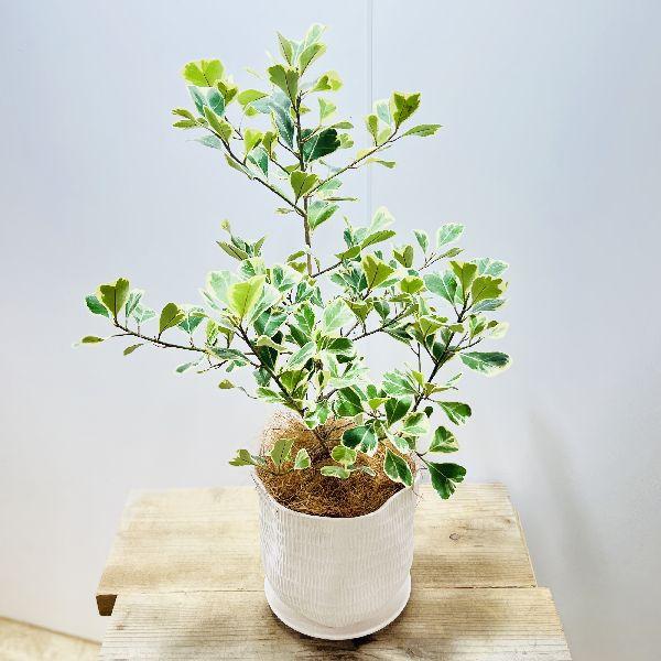 おしゃれ 観葉植物：フィカス スウィートハート 鉢植え*受皿付