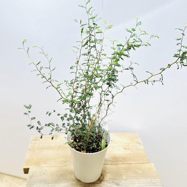 おしゃれ 観葉植物：ソフォラ リトルベイビー*5号 プラポット メルヘン