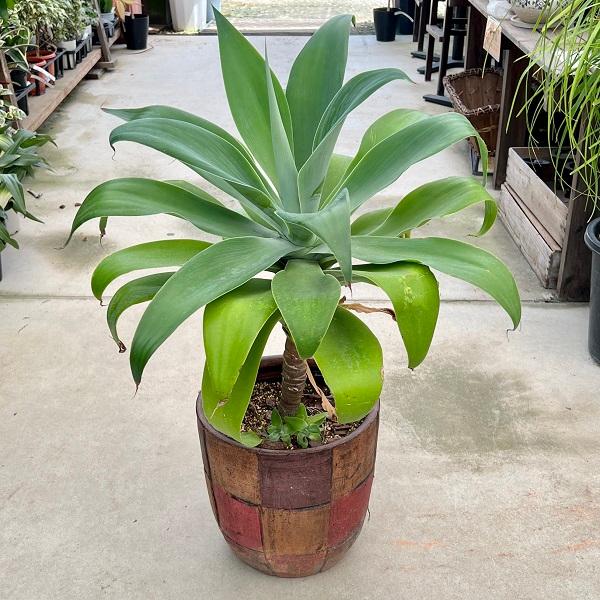 おしゃれ 観葉植物：アガベ アテナータ鉢植え*バークチップ 現品 大型
