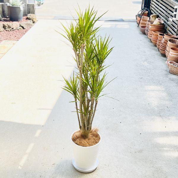 観葉植物 ココヤシの人気商品 通販 価格比較 価格 Com