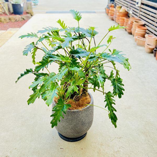 【観葉植物】クッカバラ　　受皿付 おしゃれ 観葉植物：クッカバラ 鉢植え 受皿付*フィロデンドロン