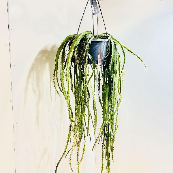 おしゃれ 観葉植物：レピスミウム クルシフォルメ*吊り鉢 7号 : 遊恵