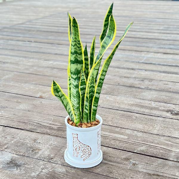 おしゃれ 観葉植物 鉢色選べる:サンスベリア鉢植え*受皿付 おしゃれ 観葉植物 鉢色選べる:サンスベリア鉢植え*受皿付