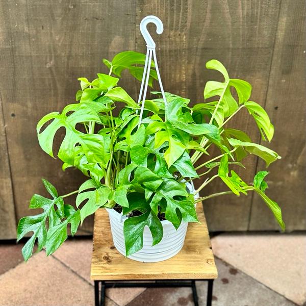 モンステラ エスケレート　吊り鉢 1 モンステラ エスケレート 吊り鉢 1 モンステラ・ポトス