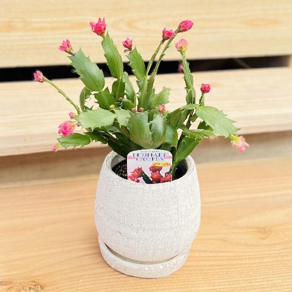 おしゃれ 観葉植物：デンマークカクタス コンペイトウ 鉢植え 受皿付