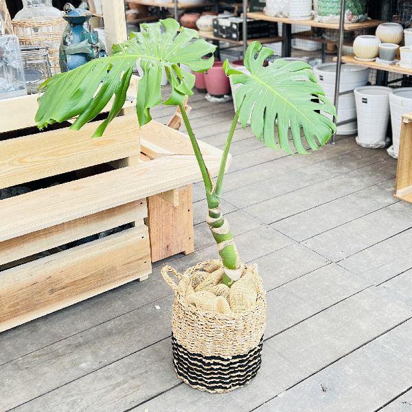 おしゃれ 観葉植物：モンステラ 鉢カバーセット*麻布 現品をお届け